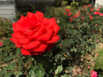 Close-up of red rose blooming outdoors