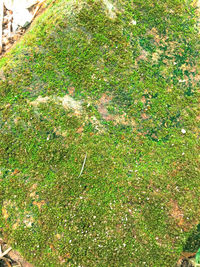 Full frame shot of trees on field