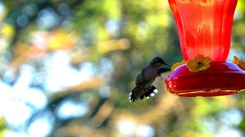 Close-up of a bird flying