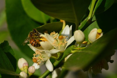 Close-up of honey bee pollinating flower