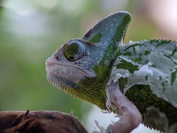 Iguana Reptile