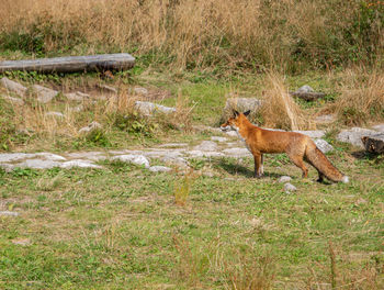 Side view of horse on field