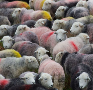 Close-up of sheep