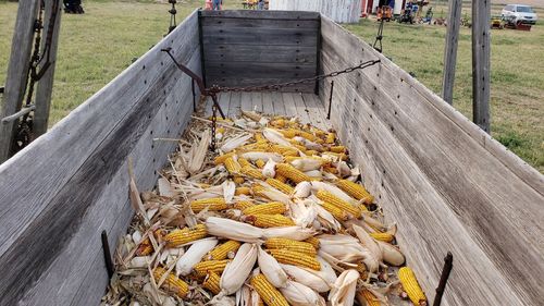 High angle view of corn on field