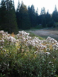 Scenic view of flowering trees and plants on field in forest