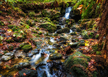 Scenic view of waterfall in forest