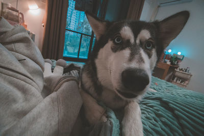 Portrait of dog relaxing at home