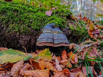 High angle view of mushroom on field during autumn