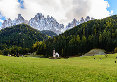 Panoramic shot of trees on grassy field against mountain range