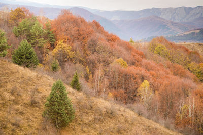 Scenic view of trees on field during autumn