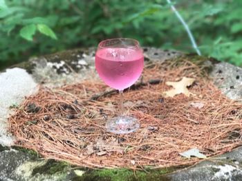 Close-up of pink water in container