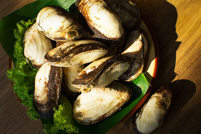 High angle view of shells on table