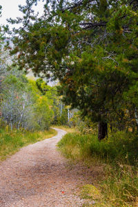 Road amidst trees against sky