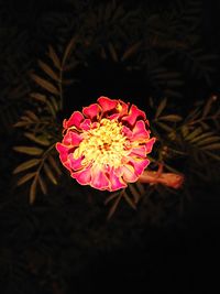 Close-up of pink rose