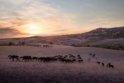 Goats on landscape against sky