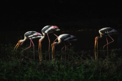 View of birds on land