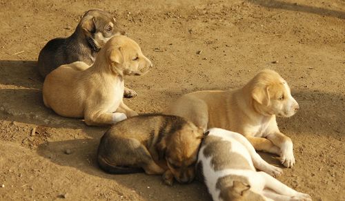 Dogs sitting outdoors