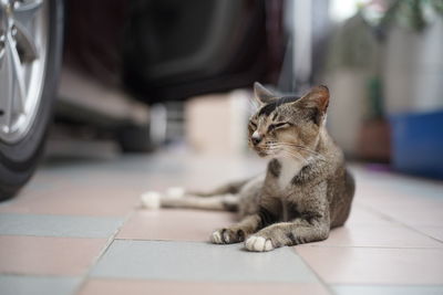 Cat sitting on floor