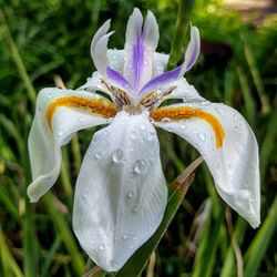 Close-up of wet flower blooming outdoors