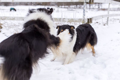 Dog standing on snow covered field