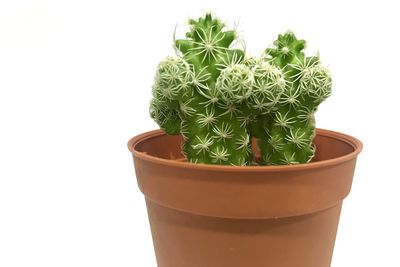 Close-up of potted plant against white background