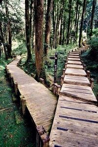 Wooden footbridge in forest
