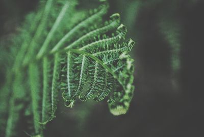 Close-up of fern leaves