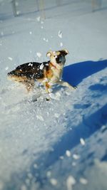 Dog in snow