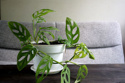 Close-up of potted plant on table against wall