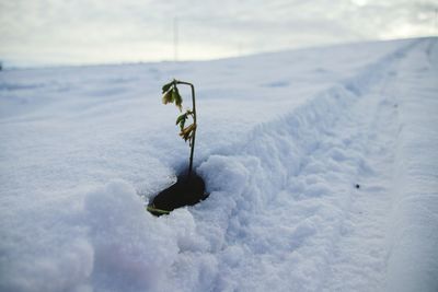 Close-up of snow against sky