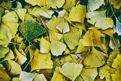 Full frame shot of wet leaves