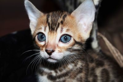 Bengal kitten 