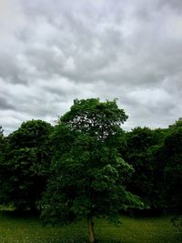 Trees against sky
