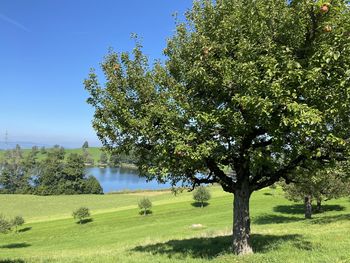 Tree on field against clear sky