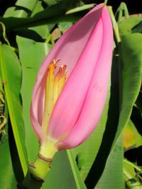 Close-up of pink flower