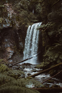 Scenic view of waterfall in forest