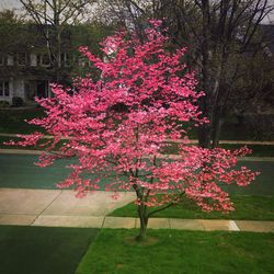 Tree in bloom