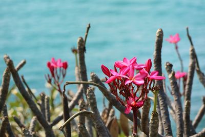 Close-up of pink flowering plants