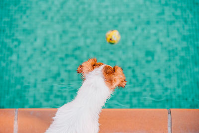 Close-up of dog against swimming pool