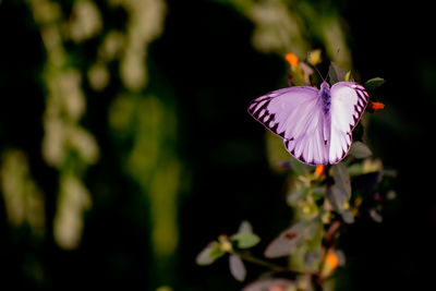 Close-up of purple butterfly on pink flower