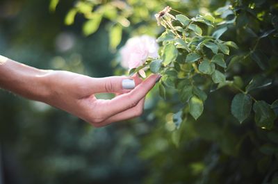 Cropped hand of woman touching plants