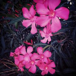 Close-up of pink flowers