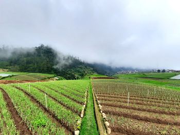 Scenic view of agricultural field against sky