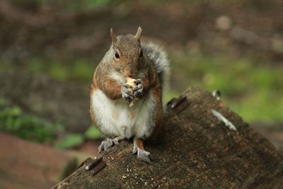 Squirrel on wood