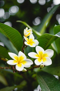 Close-up of white flowering plant