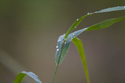 Close-up of raindrops on plant