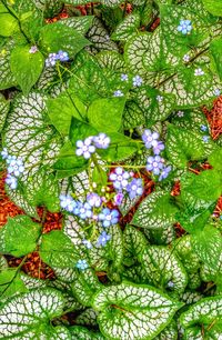 Full frame shot of plants