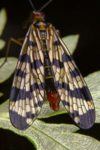 Close-up of butterfly on leaf