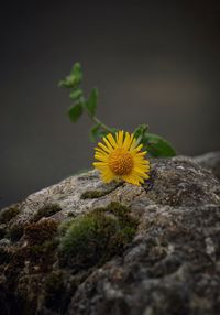 Close-up of yellow flowering plant on rock