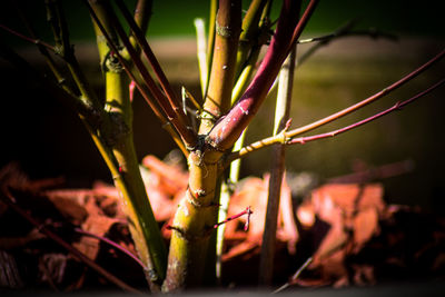 Close-up of lizard on plant